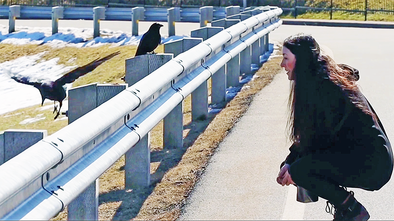 Shannon Ellis, who also calls herself a "crow whisperer", shares her love for the black birds around Halifax and on social media.