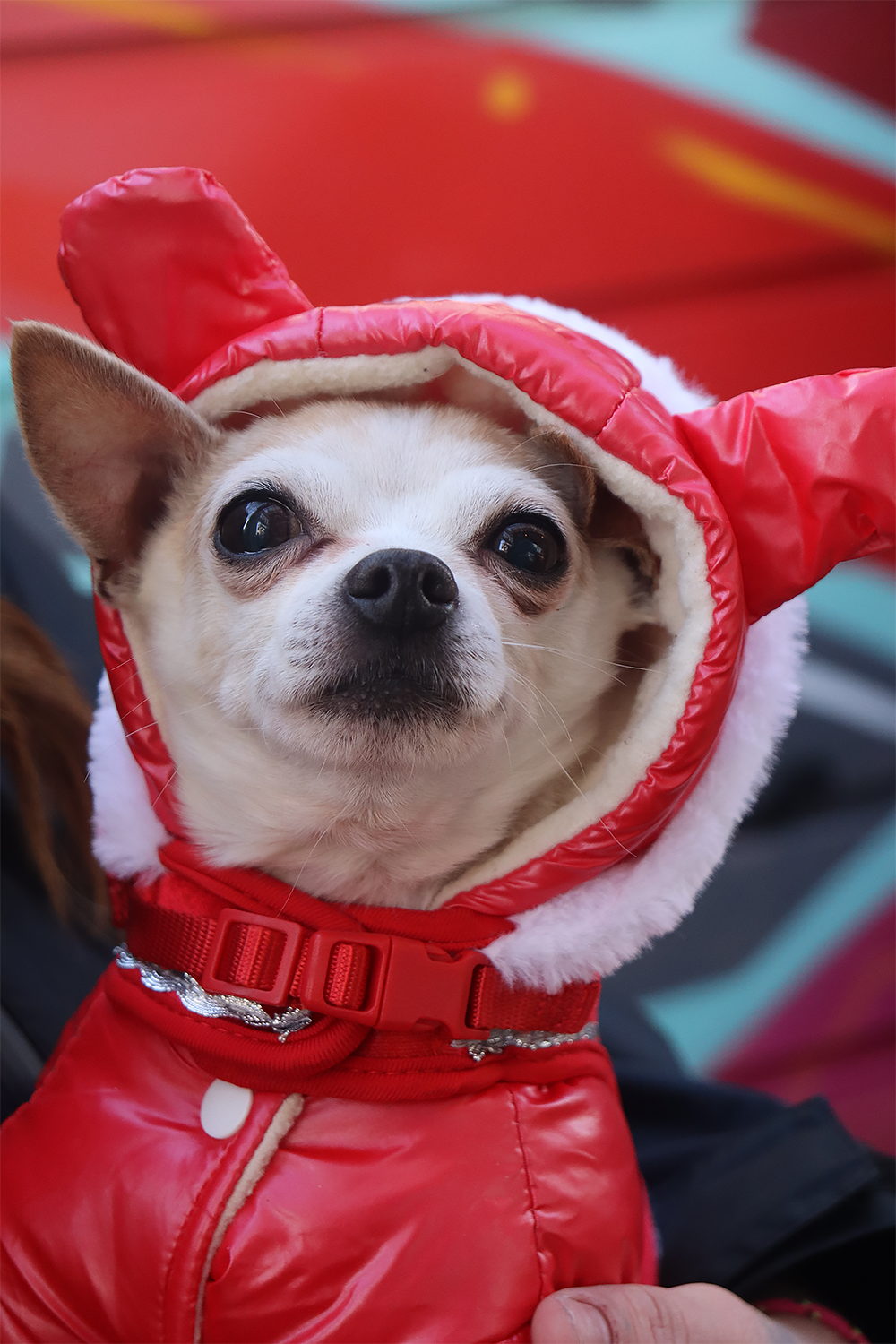 A close-up picture of a white chihuahua dressed up in a bright red coat with hood over one of his ears.