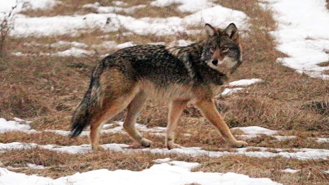 A coyote walks in a field in February 2022. now covers part of the ground.