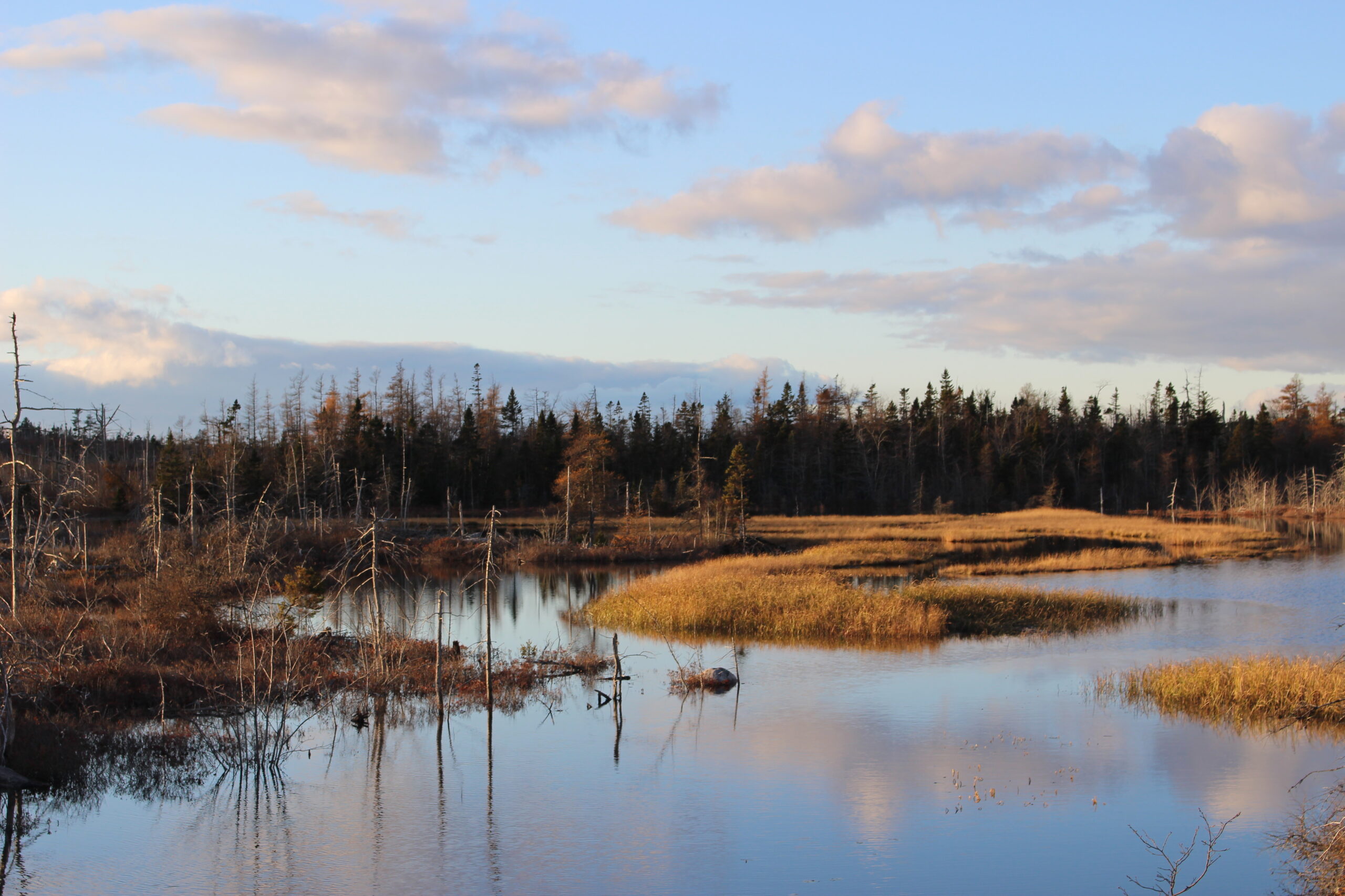 A wetland in Lake Echo, Nova Scotia.
