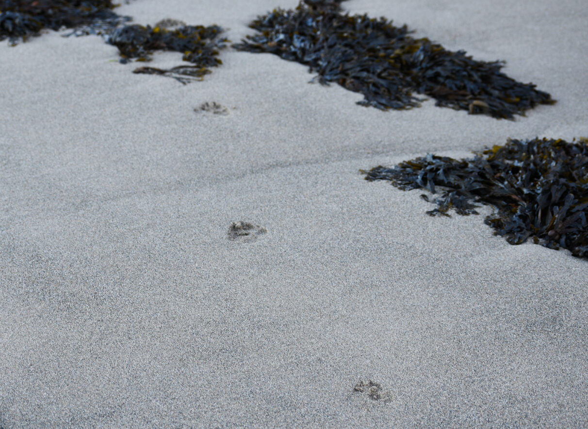 Coyote footprints on beach sand