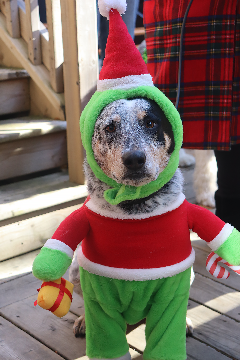 A Blue Heeler mutt dressed up in a Grinch costume with a Santa hat.