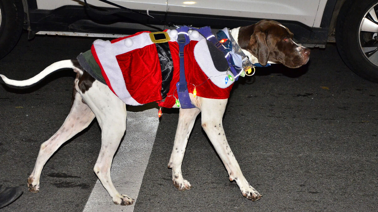 A white dog with brown spots wears a Santa jacket.