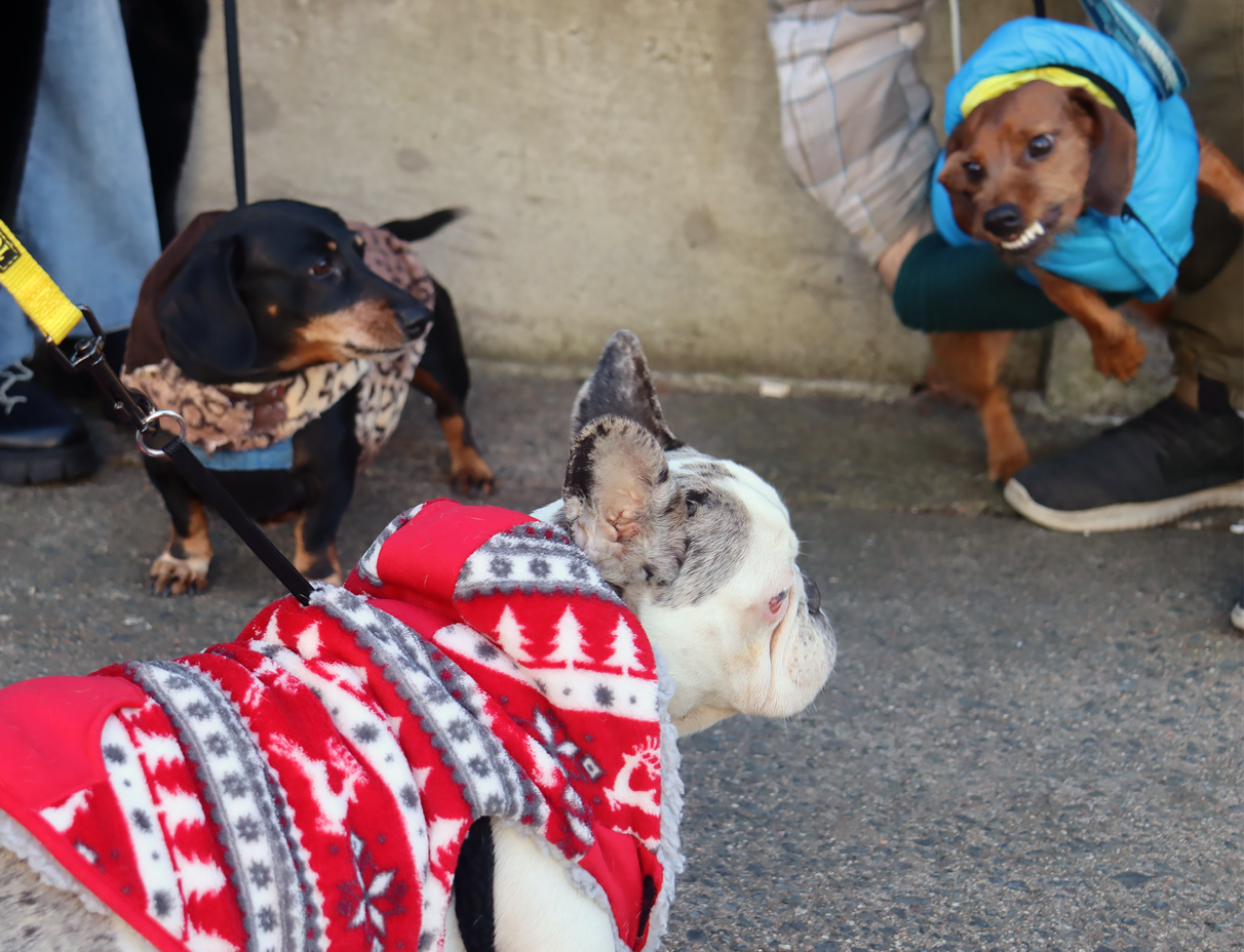 Black wiener dog named Baby Ruth looks at Toblerone in the blue jacket while he’s held back by his owner as he barks at Lovely, the white frenchie dressed in a red sweater.