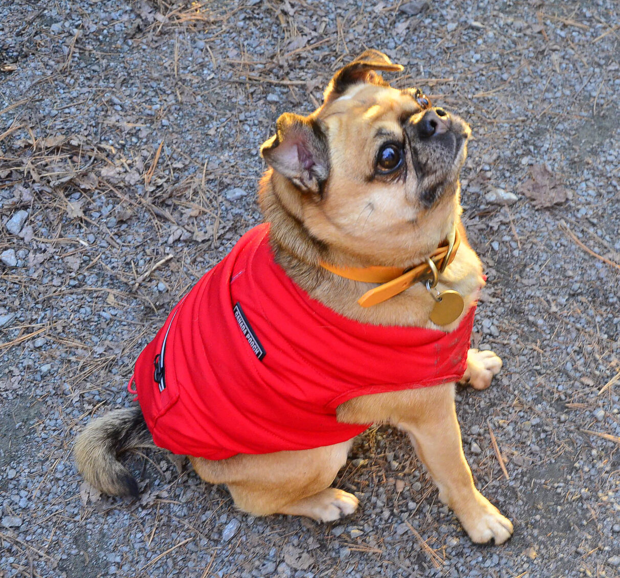 A small light tan dog poses while wearing a red jacket and an orange collar.