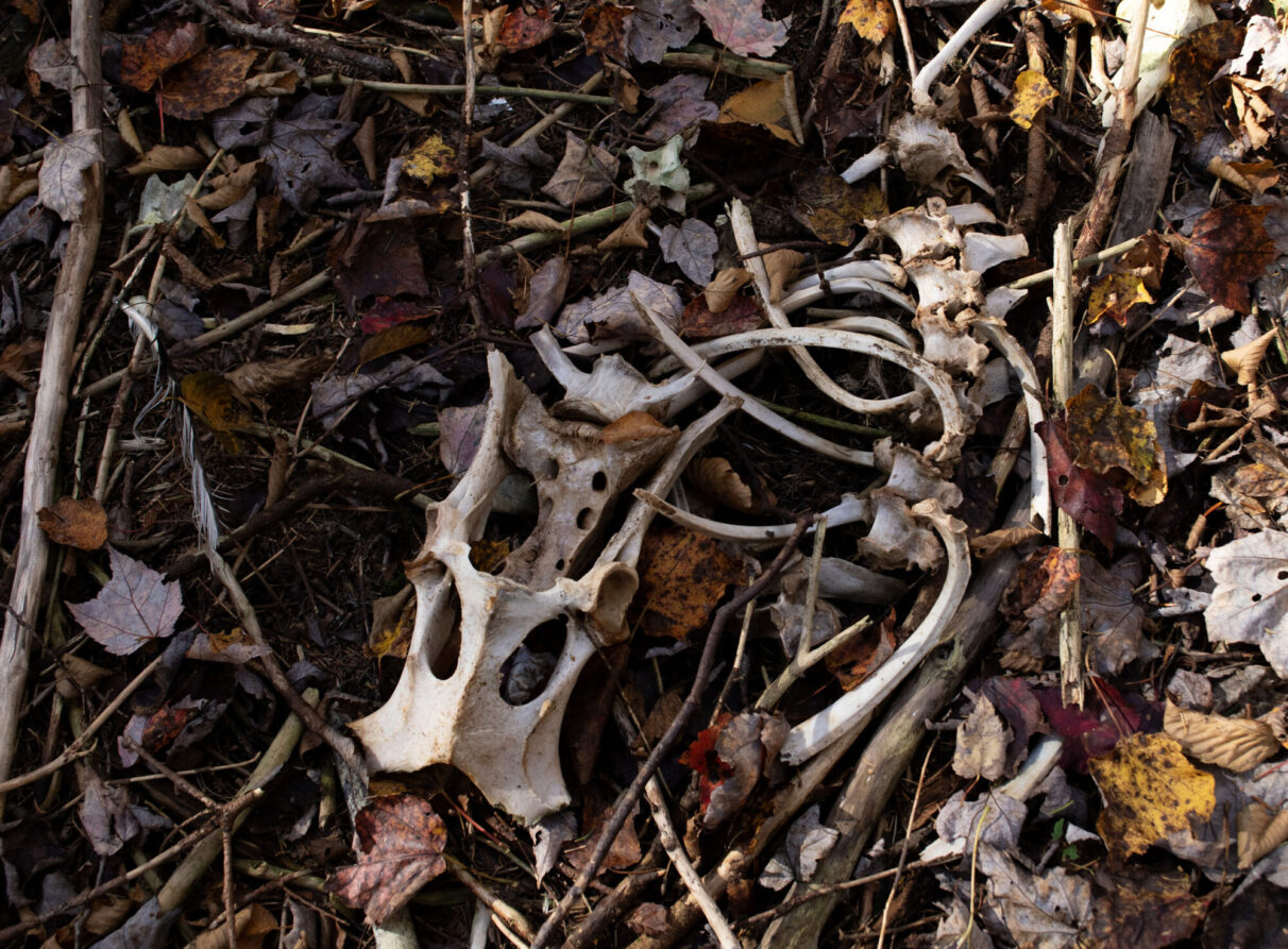 An animal carcass in the woods.