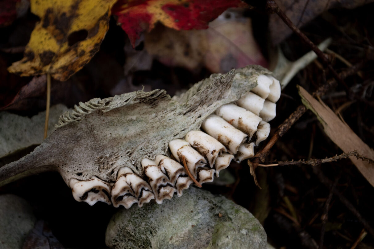 A piece of animal bone teeth.