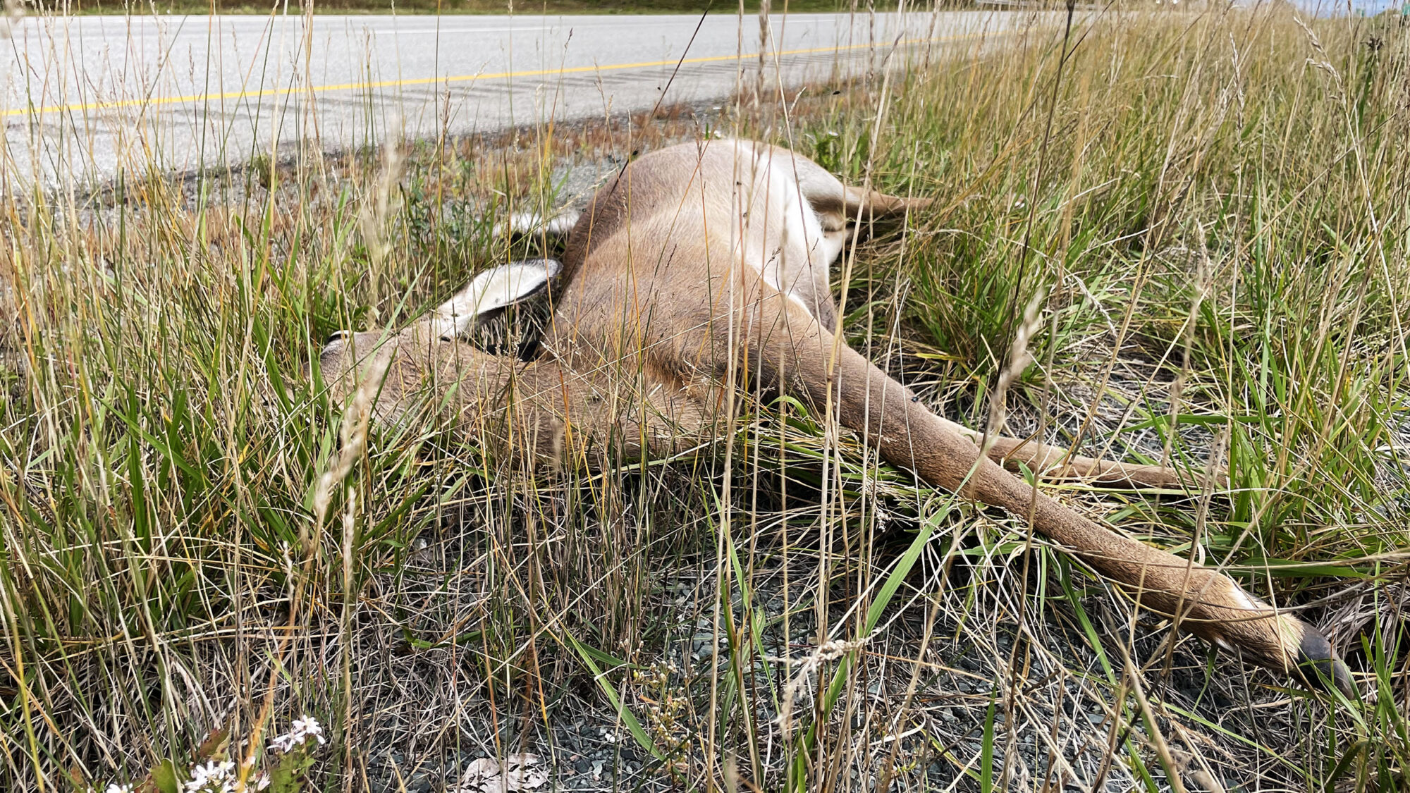 A dead deer at the side of road.