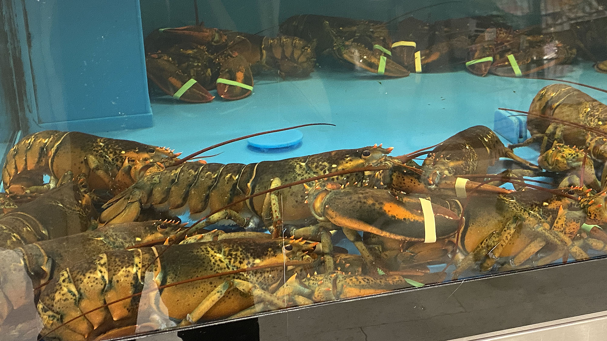 Lobsters for sale in a blue tank