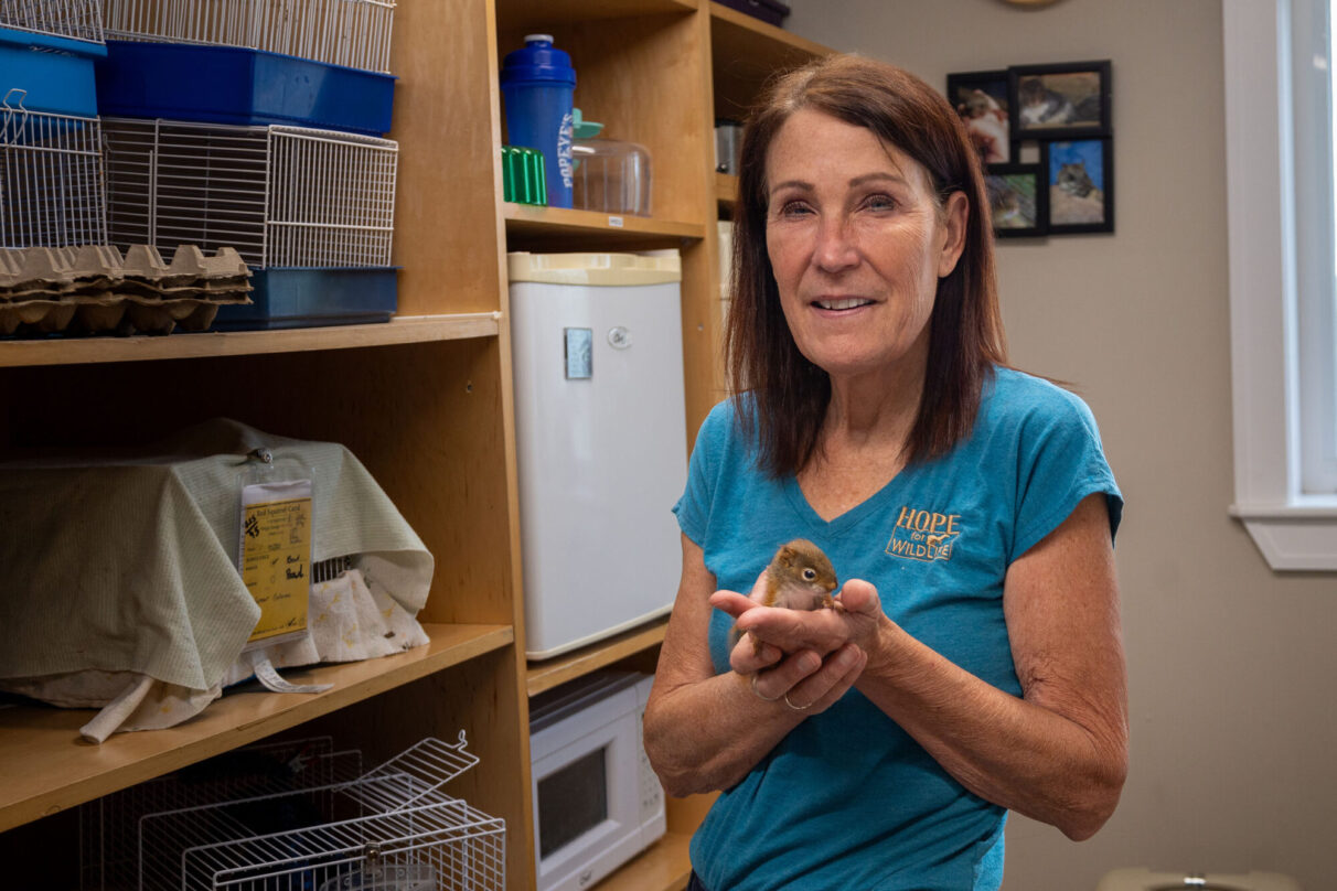 Hope Swinimer holds a baby squirrel at Hope for Wildlife in Seaforth, Nova Scotia.