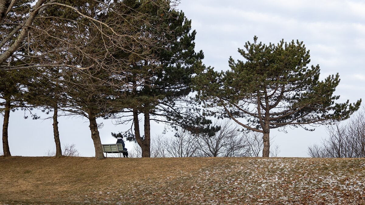 A person sits on a green bench underneath pine trees on top of a brown grassy hill