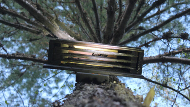 A small bat sleeps in a bat box in southwestern Nova Scotia