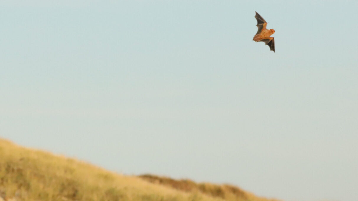 A large bat flies over Sable Island, Nova Scotia