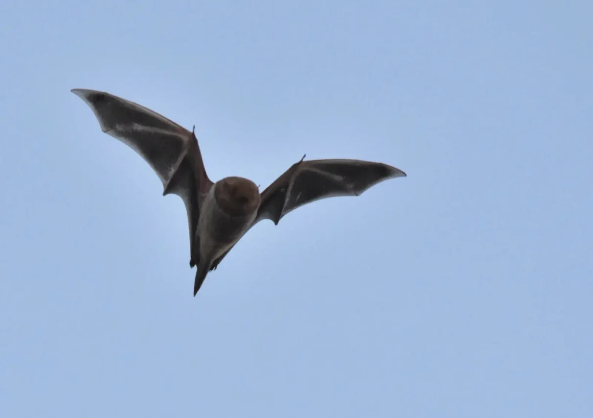 A large eastern red bat flying in a clear blue sky.