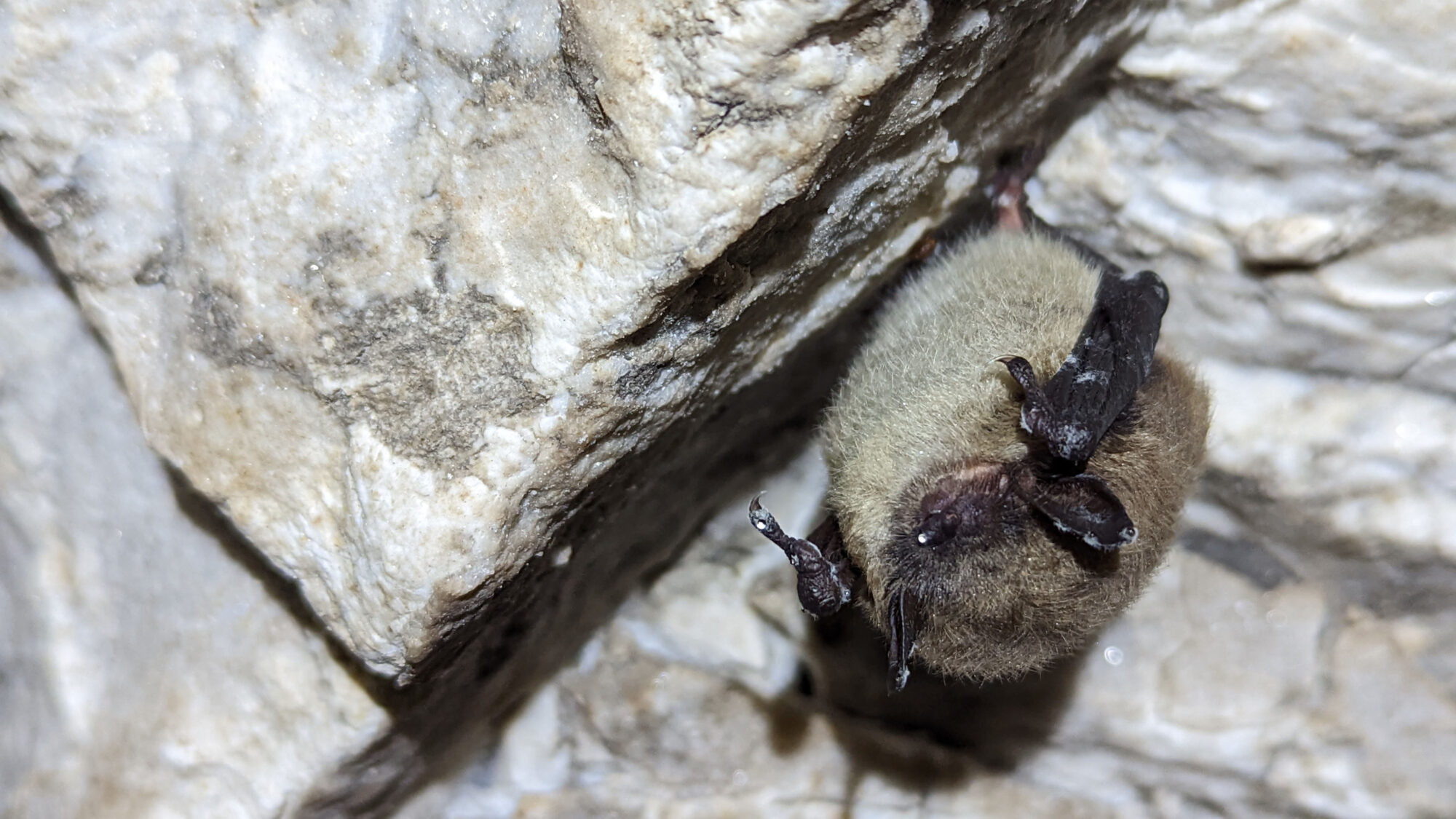 Unidentified bat hibernating with white-nose syndrome