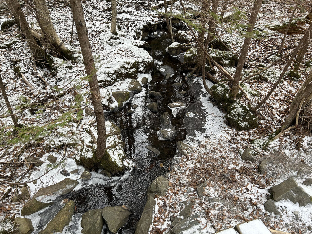 A stream flows into Sandy Lake on Jan. 27, 2025. Many toad and frog species lay eggs in the freshwater streams around Sandy Lake.