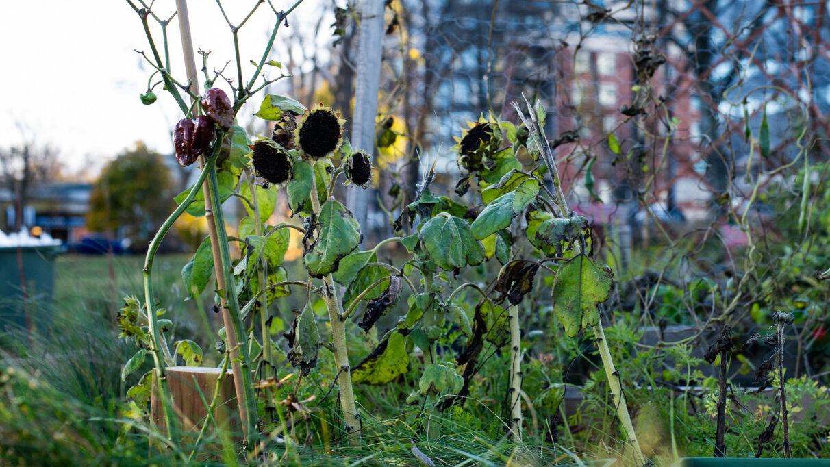 Sunflowers and peppers.
