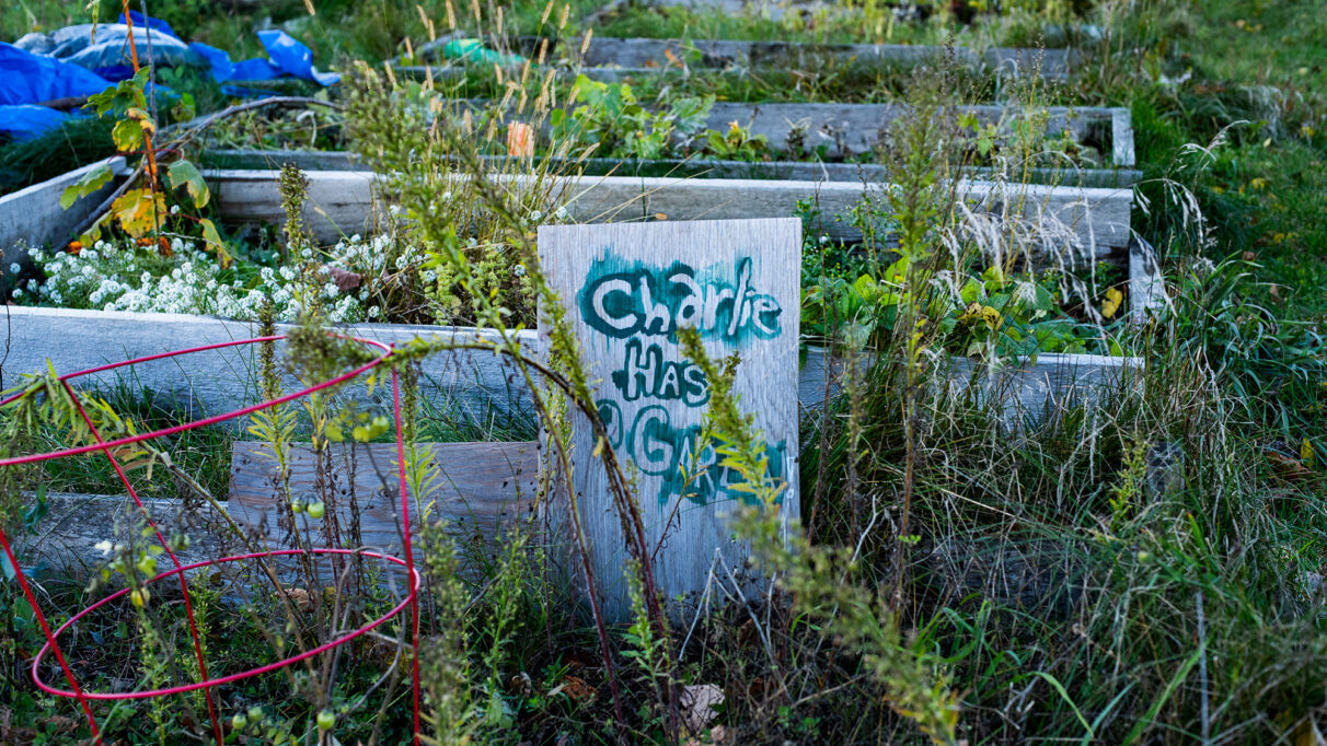 A sign in a garden bed reading "Charlie has a garden."