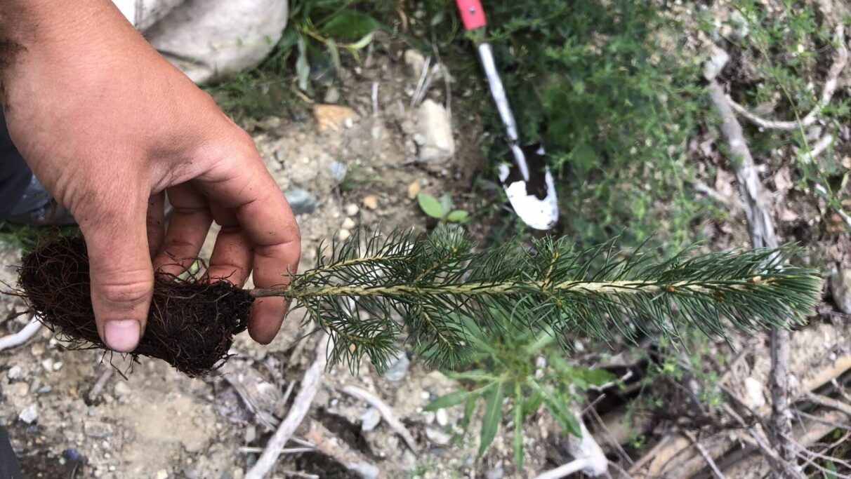 Hand covered in dirt holds a spruce seedling