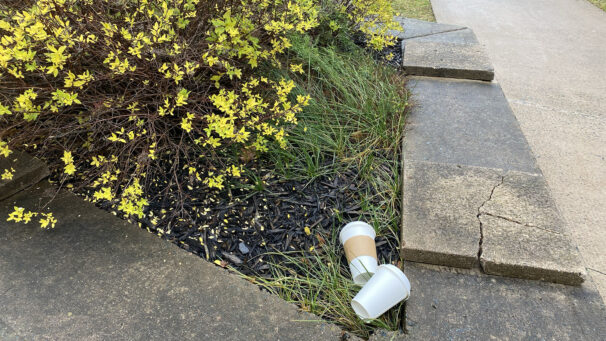 two disposable coffee cups lay in the mulch of a flower bed at the University of King's College
