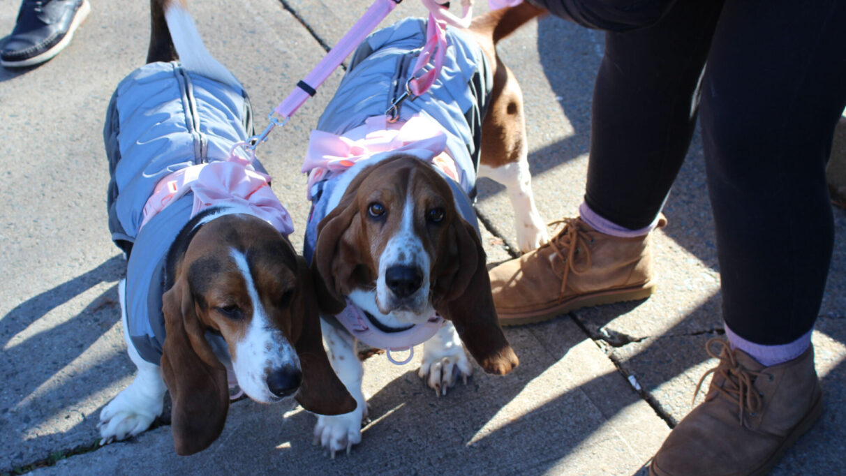 Two Bassett Hounds named Hazel and Stella wearing coats and pink bows.