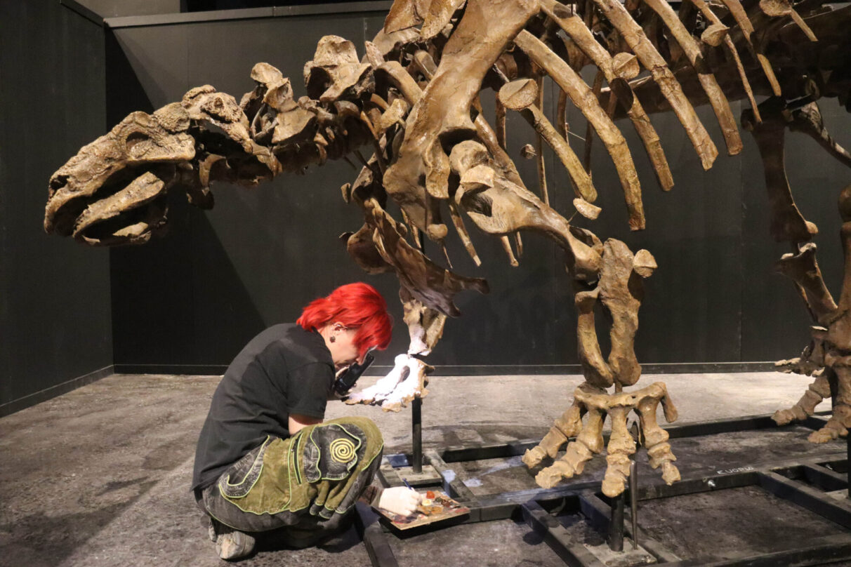 A woman shines a light on the foot of a dinosaur skeleton and dips her paintbrush in paint.