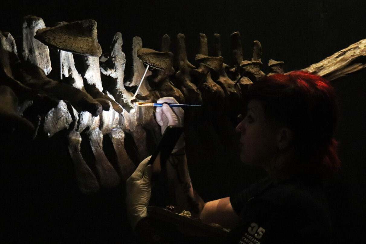 A woman shines light on a dinosaur cast and holds a paintbrush.