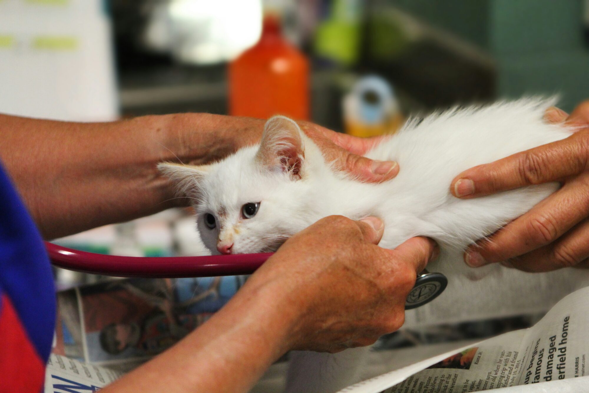 Veterinarians hold a stethoscope to a white kitten.