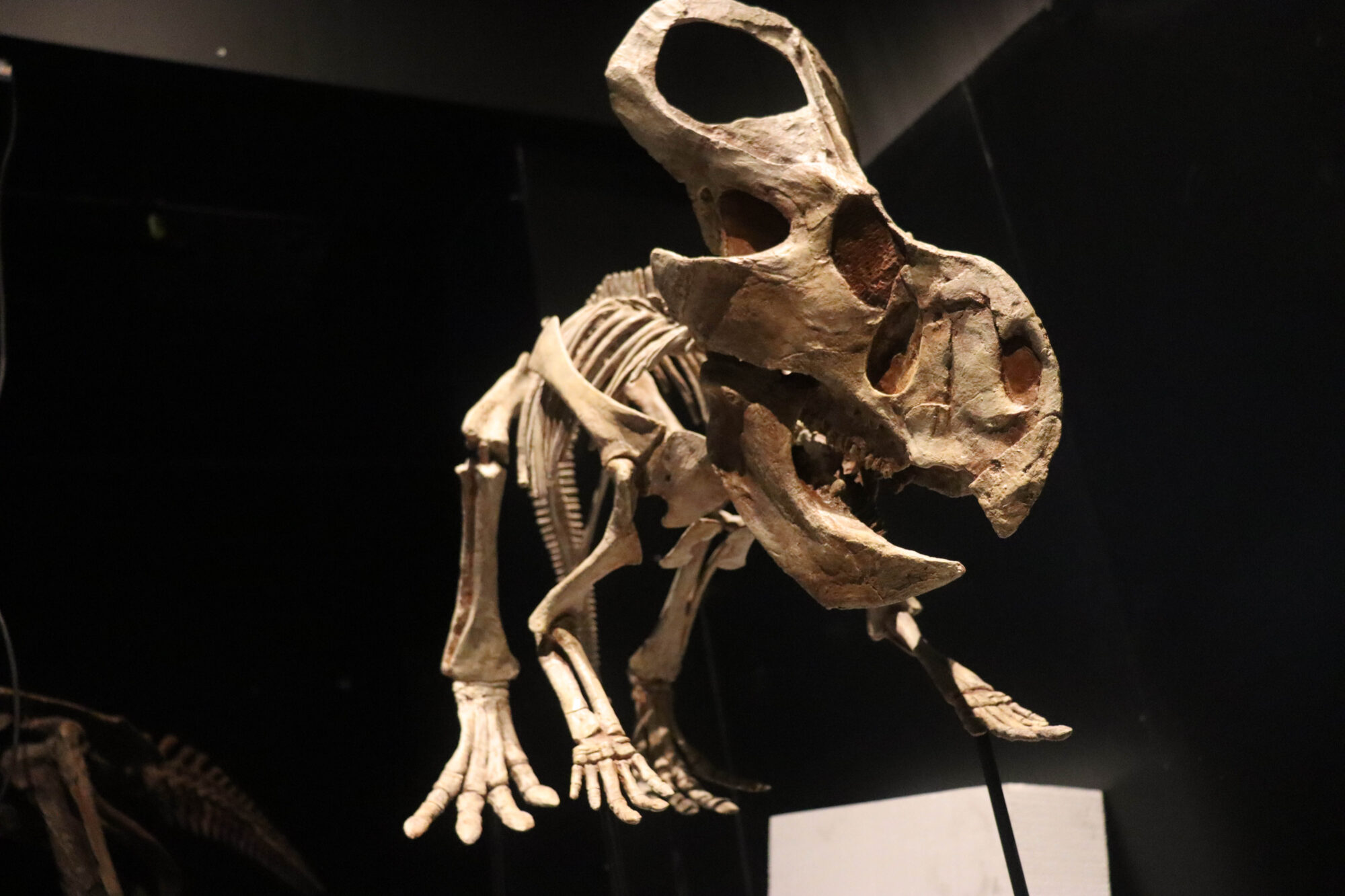 A dinosaur skeleton is illuminated in front of a dark background.