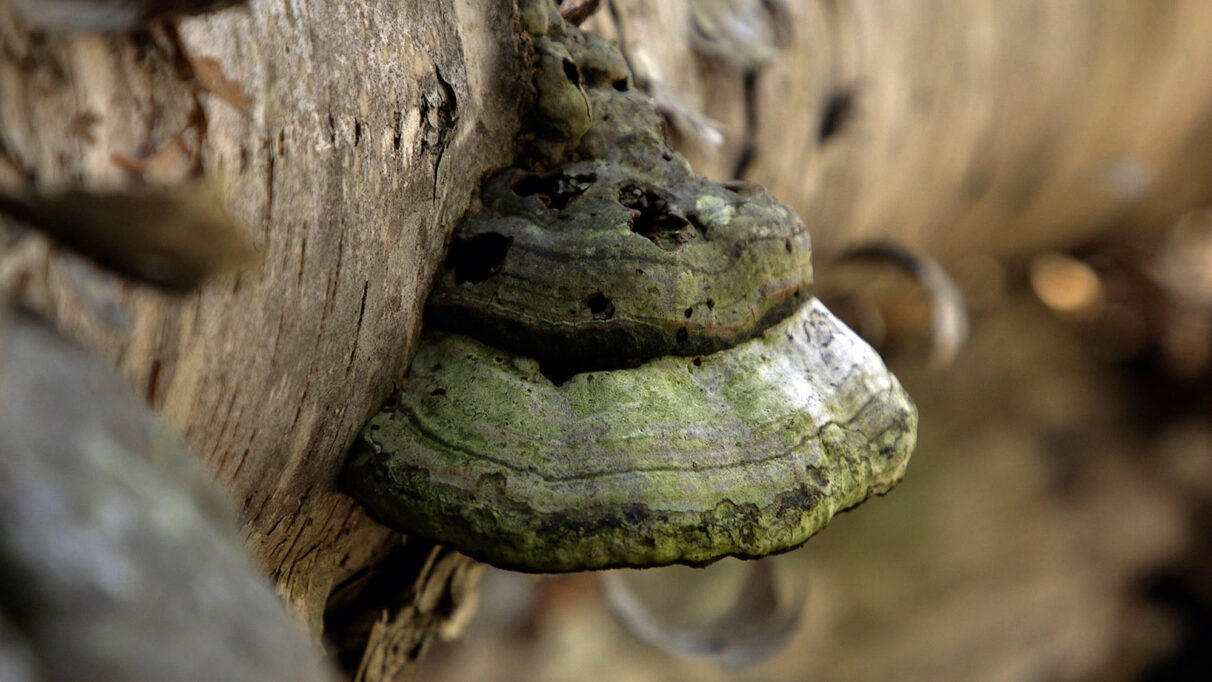 Horse Hoof Fungus on the trail to Kluscap’s Cave.