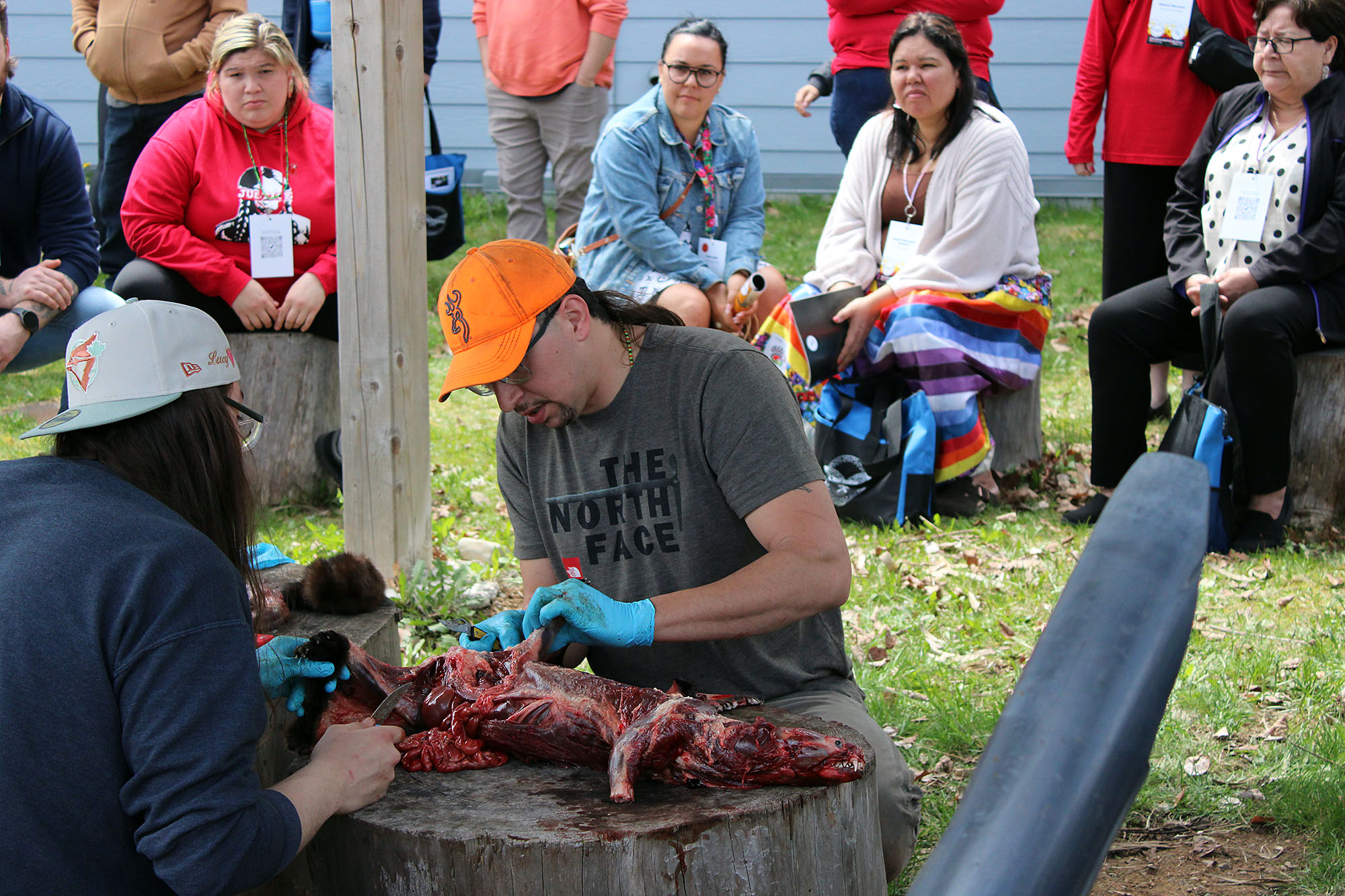 Blair “Joef” Bernard skins an otter at a language workshop at the L’nui’sultinej conference in Eskasoni on Thursday May 14, 2026.