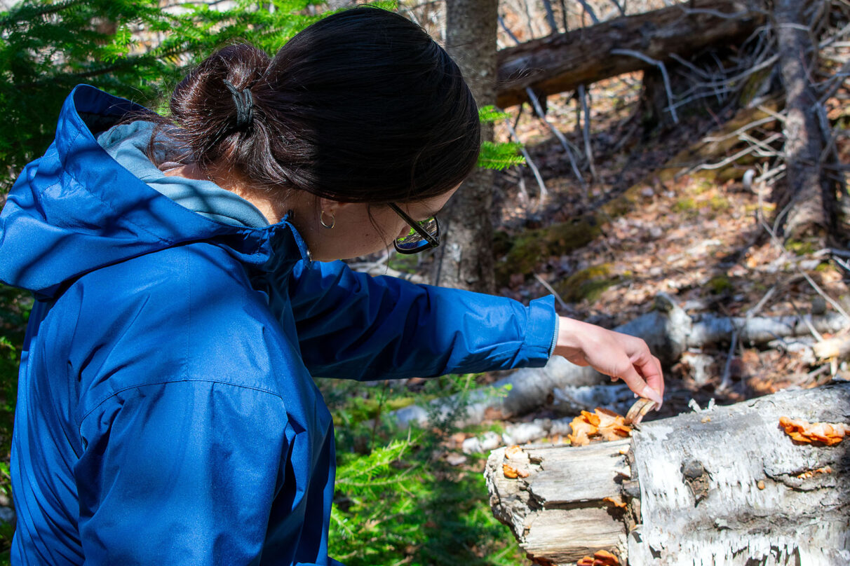 Morgan Denny stops to inspect fungi on a fallen log.